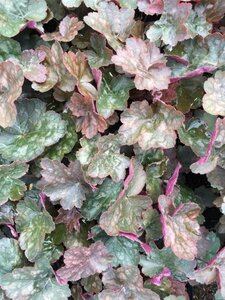 Heuchera 'Rachel' P9 - afbeelding 2