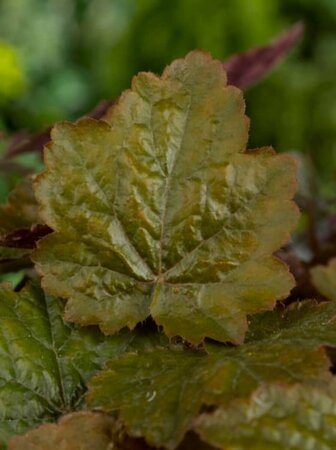 Heuchera 'Rachel' P9 - afbeelding 3