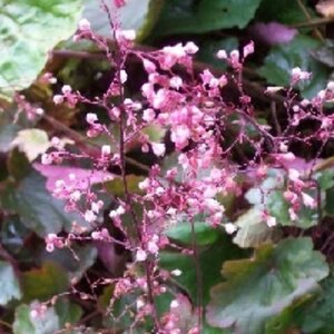 Heuchera 'Rachel' P9 - afbeelding 4