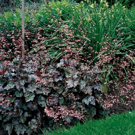 Heuchera 'Rachel' P9 - afbeelding 5