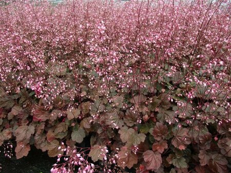 Heuchera 'Rachel' P9 - afbeelding 6