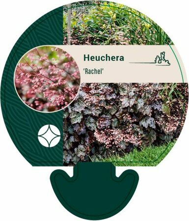 Heuchera 'Rachel' P9 - afbeelding 1