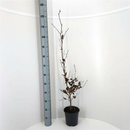 Fagus sylvatica 60/80 C. - afbeelding 14