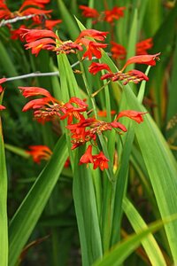 Crocosmia 'Emberglow' P9 - afbeelding 3