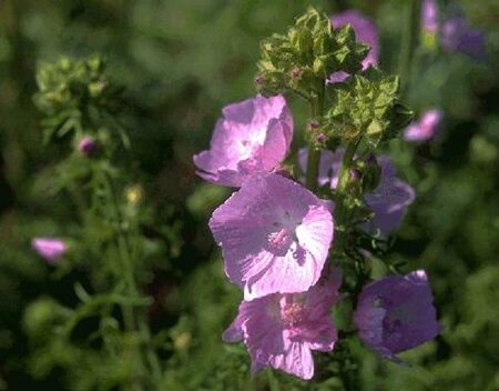 Malva moschata P9 - afbeelding 1