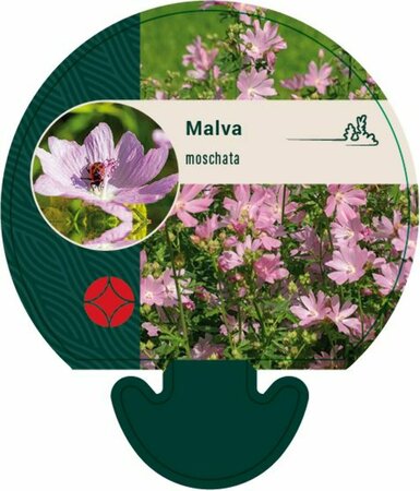 Malva moschata P9 - afbeelding 2