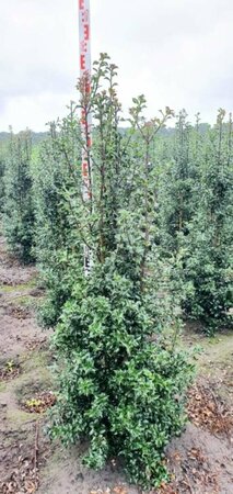 Ilex aquipernyi 'Dragon Lady' 125/150 KL. - afbeelding 3