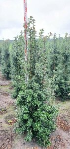 Ilex aquipernyi 'Dragon Lady' 125/150 KL. - afbeelding 3