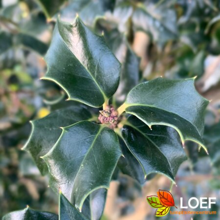 Ilex aquipernyi 'Dragon Lady' 125/150 KL. - afbeelding 1