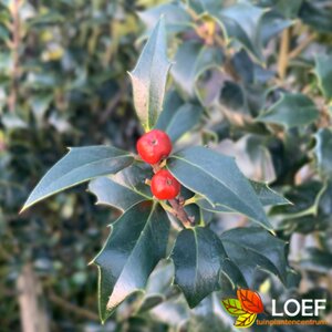 Ilex aquipernyi 'Dragon Lady' 125/150 KL. - afbeelding 2