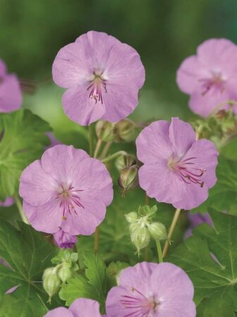 Geranium cantabrigiense 'Karmina' P9 - afbeelding 4