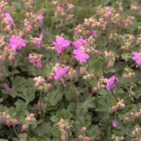 Geranium cantabrigiense 'Karmina' P9 - afbeelding 5