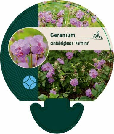 Geranium cantabrigiense 'Karmina' P9 - afbeelding 7