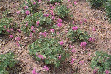 Geranium cantabrigiense 'Karmina' P9 - afbeelding 1