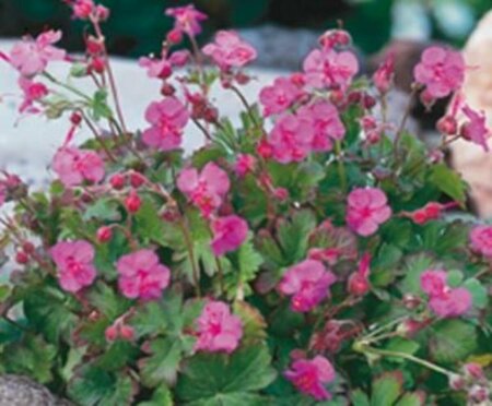 Geranium cantabrigiense 'Karmina' P9 - afbeelding 6