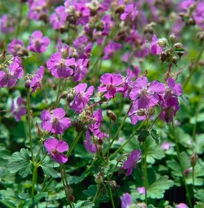 Geranium cantabrigiense 'Karmina' P9 - afbeelding 3