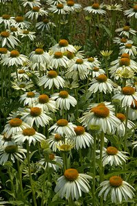 Echinacea purpurea 'White Swan' P9 - afbeelding 8