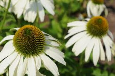 Echinacea purpurea 'White Swan' P9 - afbeelding 2