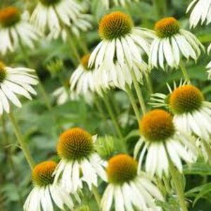 Echinacea purpurea 'White Swan' P9 - afbeelding 9