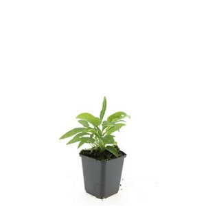 Echinacea purpurea 'White Swan' P9 - afbeelding 4