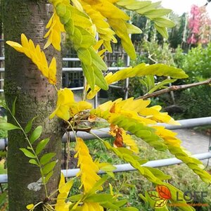 Gleditsia triacanthos 'Sunburst' 14-16 DR. HO. - afbeelding 1