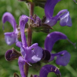 Salvia pratensis P9 - afbeelding 3