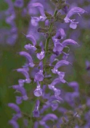 Salvia pratensis P9 - afbeelding 1