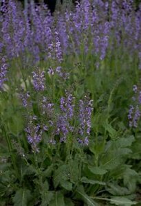 Salvia pratensis P9 - afbeelding 2