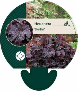 Heuchera 'Obsidian' P9 - afbeelding 1