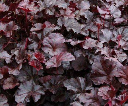 Heuchera 'Obsidian' P9 - afbeelding 3