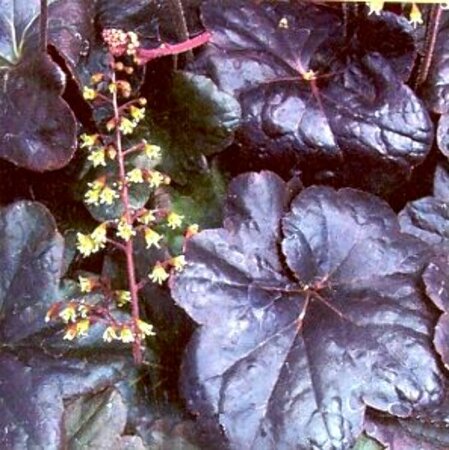 Heuchera 'Obsidian' P9 - afbeelding 4