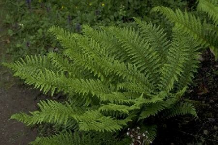 Polystichum aculeatum P9 - afbeelding 1