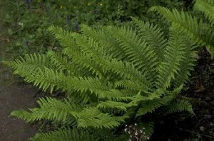 Polystichum aculeatum P9 - afbeelding 1