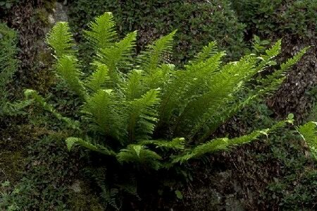 Polystichum aculeatum P9 - afbeelding 2