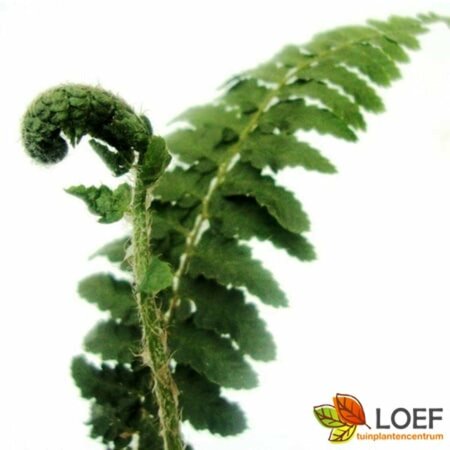 Polystichum aculeatum P9 - afbeelding 3