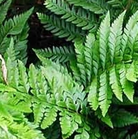 Polystichum aculeatum P9 - afbeelding 8