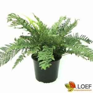 Polystichum aculeatum P9 - afbeelding 4