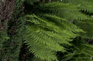 Polystichum aculeatum P9 - afbeelding 5