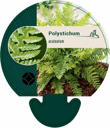 Polystichum aculeatum P9 - afbeelding 9