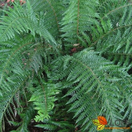 Polystichum aculeatum P9 - afbeelding 6