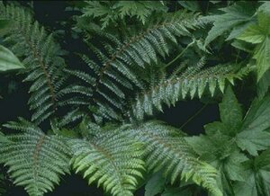 Polystichum aculeatum P9 - afbeelding 7