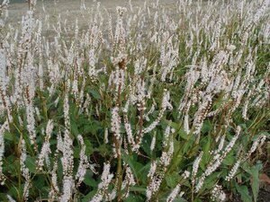 Persicaria amplexicaule 'Alba' P9 - afbeelding 1