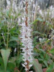 Persicaria amplexicaule 'Alba' P9 - afbeelding 2