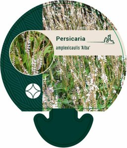 Persicaria amplexicaule 'Alba' P9 - afbeelding 3