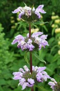 Phlomis samia P9