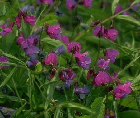 Lathyrus vernus P9