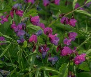 Lathyrus vernus P9