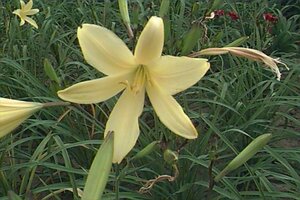 Hemerocallis citrina P9 - afbeelding 1