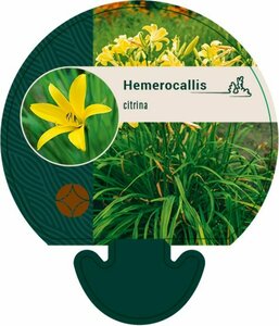 Hemerocallis citrina P9 - afbeelding 3