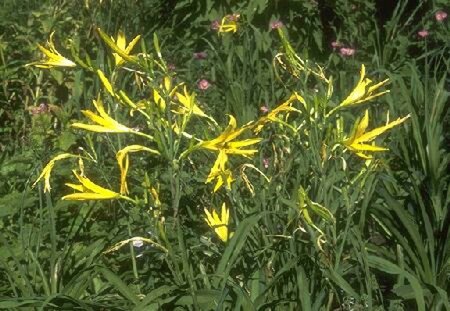 Hemerocallis citrina P9 - afbeelding 2